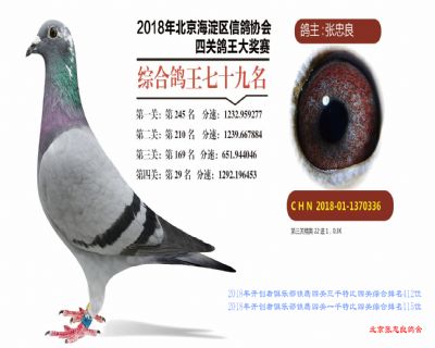 北京张忠良鸽舍 - 中信网铭鸽展厅 www.ag188.com