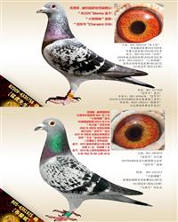 游ĸ
