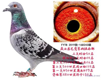 天外天红狐金环99直孙