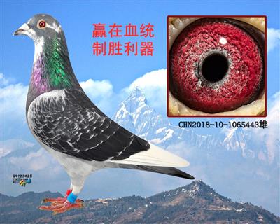 基尼斯中国1号回血顶级种鸽（已转）