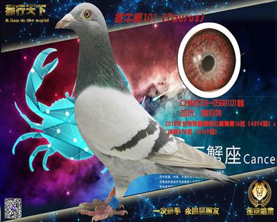 ��ţ�����ز���101��