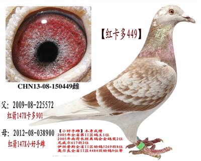 쿨449