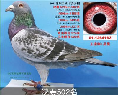杰夫 范温克831_北京志刚鸽舍_ ag188.com爱鸽商城_中国信鸽信息网