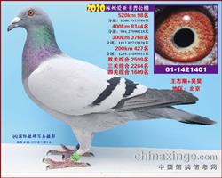 卡普鸽王8名_北京志刚鸽舍_ag188.com爱鸽商城_中国信鸽信息网
