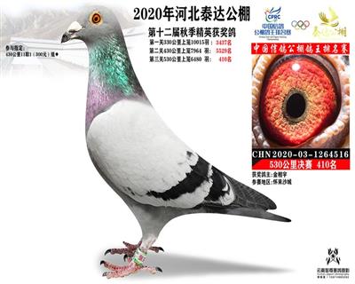 英格斯_怀来翔宇鸽业_ ag188.com爱鸽商城_中信网
