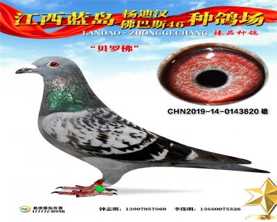 信鸽鸽粮排名 20210122183715756.jpg