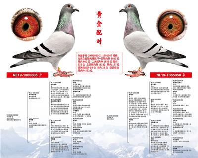 2021年北京泰鑫种鸽配对21
