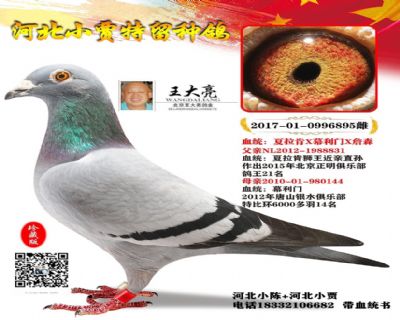 河北小贾信鸽 - 中信网铭鸽展厅 www.ag188.com