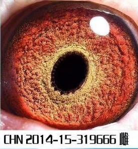 Ѫy(tng)