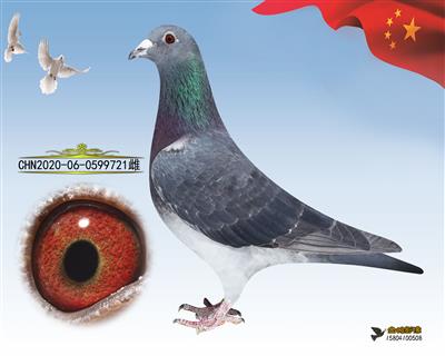 ڱ ۡ721