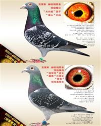 游ĸ