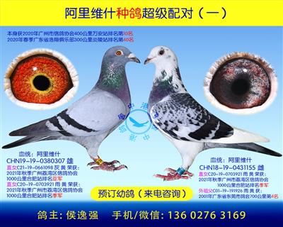 阿里维什种鸽超级配对(一)