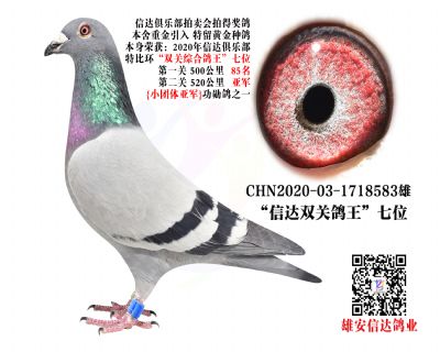 _(d)pP(gun)7λ