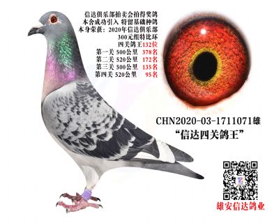 _(d)P(gun)132λ