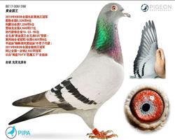 黃金國王