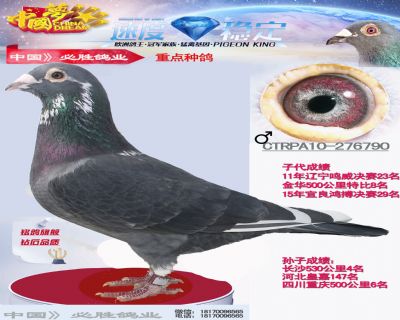 台湾原环戈登系超级种鸽
