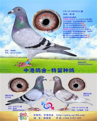 中港詹森种鸽-055