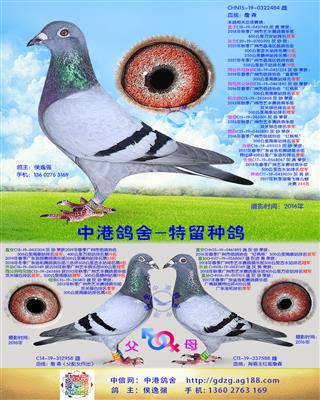 中港詹森种鸽-484