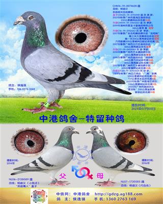 中港杨迪汉种鸽-628