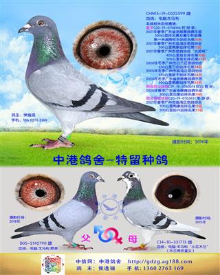 中港电脑戈马利种鸽-599