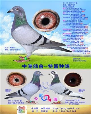 中港电脑戈马利种鸽-899