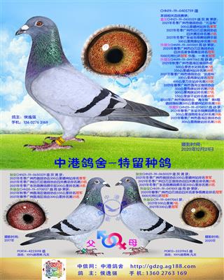 中港凡龙种鸽-759