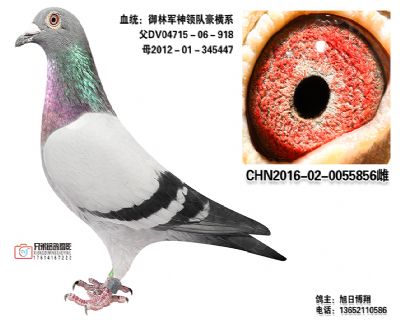 4.CHN2016-02-0055856