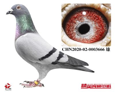CHN2020-02-0003666 