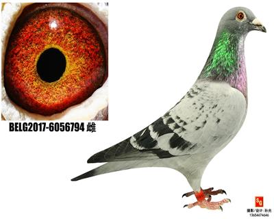 R794