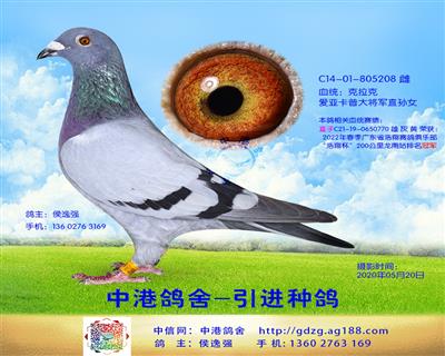中港克拉克种鸽-208
