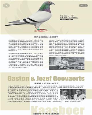 血統(tǒng)書
