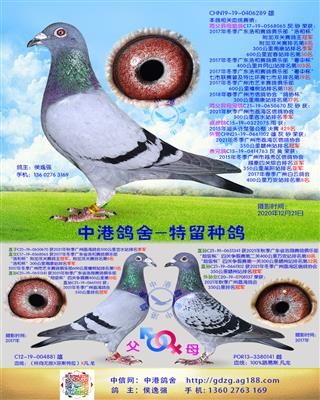 中港凡龙种鸽-289