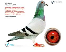 ����Ѫ�y(t��ng)��