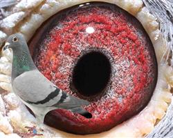 ĸHֱ̖Ů