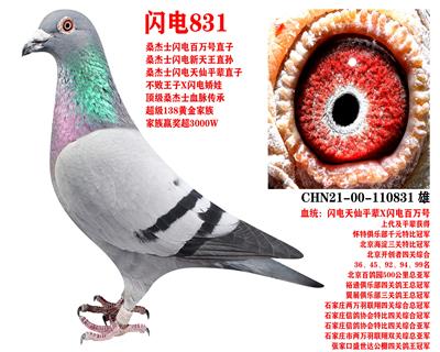 ɣʿ W831