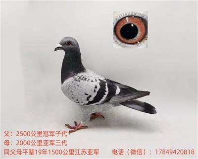 ѪԶ2500ھǾƽ