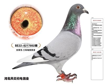 ޻802