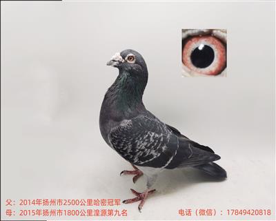 国血超远程吴淞哈密冠军对9名湟源子代种鸽