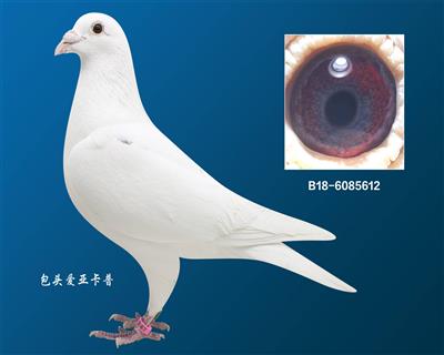 ȫʨ
