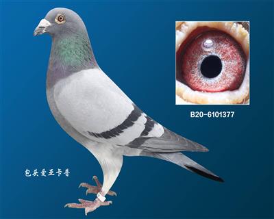 ʨֱ