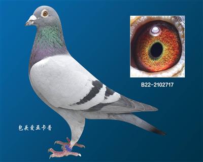 戴维.吐尼尔