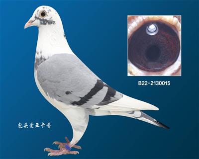 戴维.吐尼尔