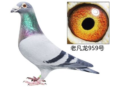 ָ959
