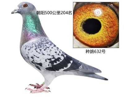ָ632