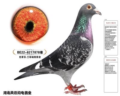 ض878