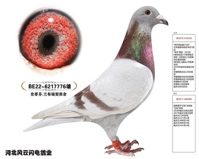 776