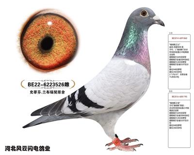 ά˹526