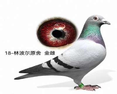 ֲ漣Ѫϵ