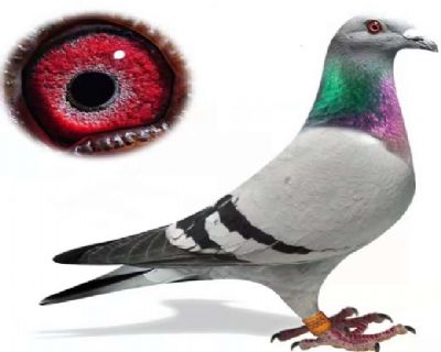 û