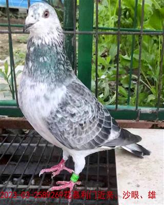 ĽT